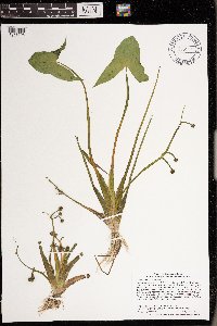 Sagittaria montevidensis image