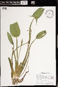 Sagittaria rigida image