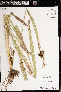Scirpus atrovirens image