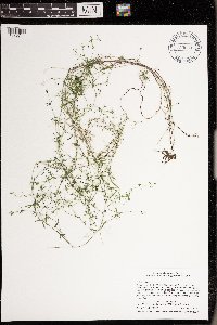 Galium trifidum image