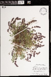 Thymus pulegioides image