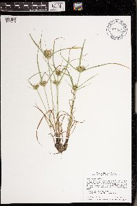 Cyperus odoratus image