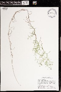 Campanula aparinoides image