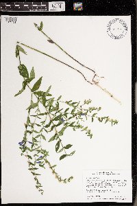 Image Associated With the Occurrence