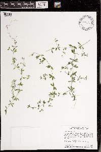 Galium tinctorium image