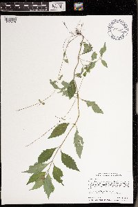 Lycopus virginicus image