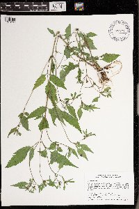 Bidens frondosa image