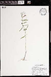 Agalinis purpurea var. parviflora image