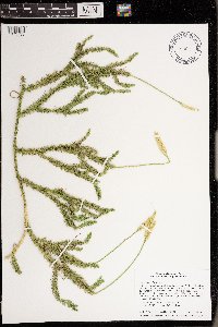 Thumbnail image of current specimen