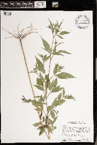 Bidens frondosa image