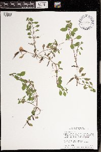 Ludwigia palustris image