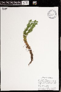 Huperzia lucidula image