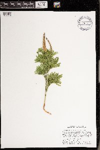Dendrolycopodium dendroideum image