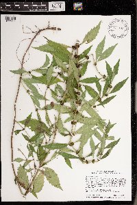 Lycopus virginicus image