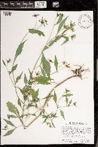 Bidens tripartita image