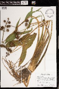 Sagittaria latifolia image
