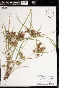 Cyperus odoratus image