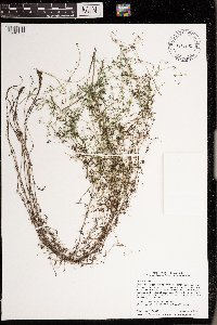 Galium trifidum image