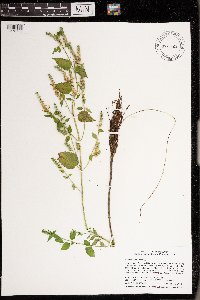 Scutellaria lateriflora image