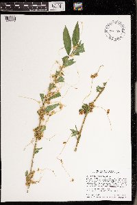 Cuscuta gronovii image