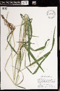 Leersia oryzoides image