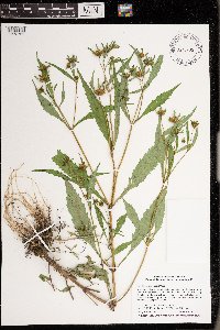 Bidens tripartita image