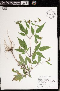 Bidens frondosa image