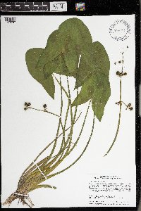 Sagittaria cuneata image
