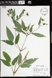 Bidens frondosa image