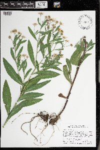 Boltonia asteroides image