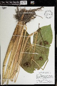 Sagittaria latifolia image