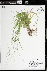 Leersia oryzoides image