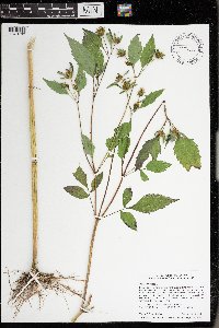 Bidens frondosa image