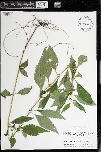 Lycopus virginicus image