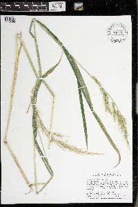 Echinochloa walteri image