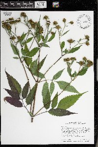 Bidens frondosa image
