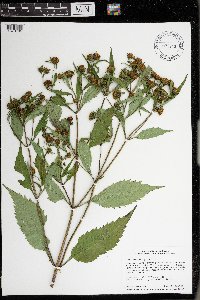 Bidens tripartita image