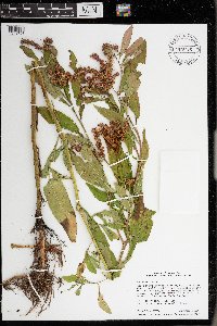 Penthorum sedoides image