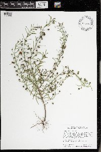 Agalinis tenuifolia image