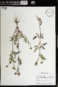 Bidens frondosa image