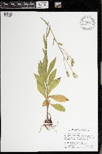 Erechtites hieraciifolius image