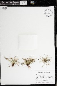 Lipocarpha micrantha image