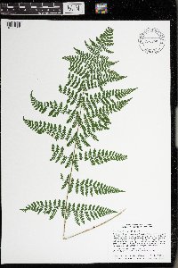 Dryopteris intermedia image