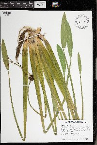 Sagittaria rigida image