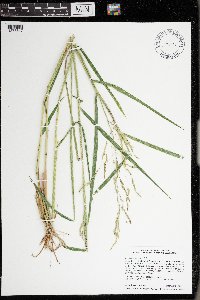 Leersia oryzoides image