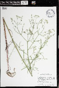 Cicuta bulbifera image