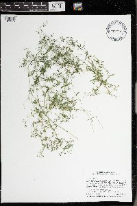 Galium trifidum image