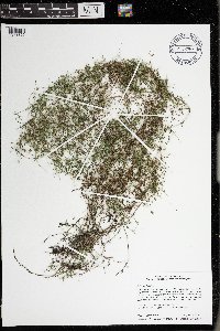 Galium trifidum image