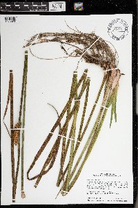 Acorus americanus image