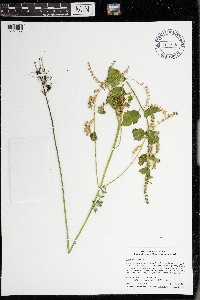 Scutellaria lateriflora image